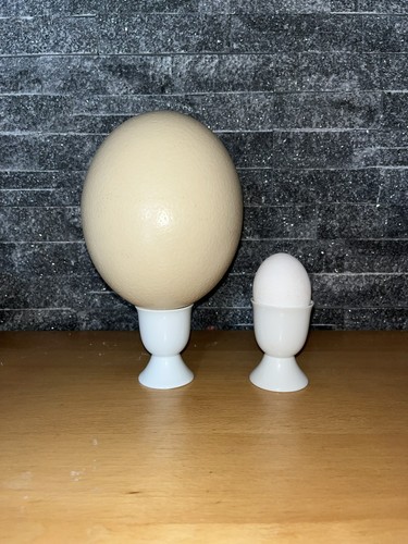 EIERSCHLUSSVERKAUF