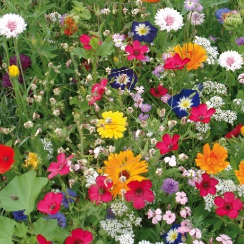 Blumen samen konfetti - blumen,